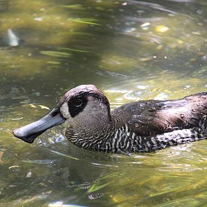 Tisch Children's Zoo - Pink-eared Duck