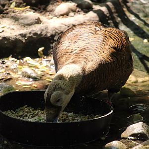 Tisch Children's Zoo - Spectacled Eider
