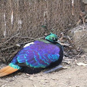 Tisch Children's Zoo - Himalayan Monal