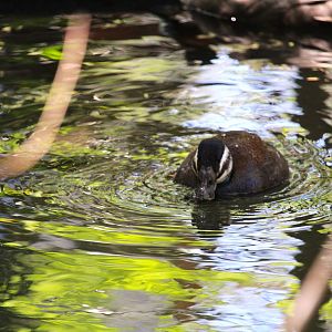 Tisch Children's Zoo - White-headed Duck