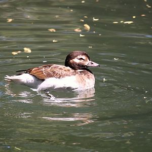 Tisch Children's Zoo - Long-tailed Duck