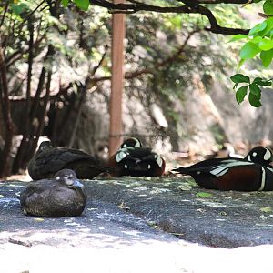 Tisch Children's Zoo - Harlequin Ducks