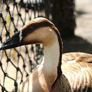 Tisch Children's Zoo - Swan Goose