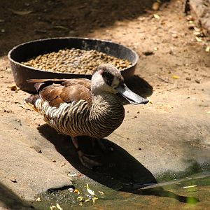 Tisch Children's Zoo - Pink-eared Duck