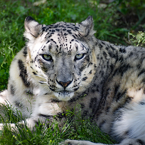 Apr. 2023 - Cat Country - Snow Leopard