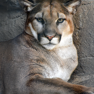 Apr. 2023 - Cat Country - Mountain Lion