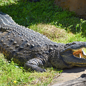 Apr. 2023 - Zambezi River Hippo Camp - Nile Crocodile