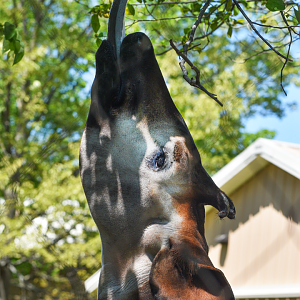 Apr. 2023 - Zambezi River Hippo Camp - Okapi Reach