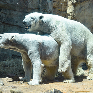 Apr. 2023 - Northwest Passage - Polar Bears Mating