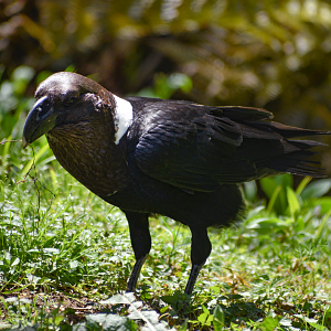 Apr. 2023 - Northwest Passage - Raven