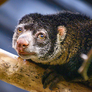 Apr. 2023 - Animals of the Night - Bear Cuscus
