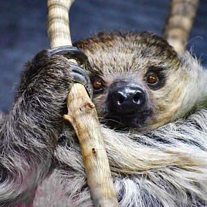 Apr. 2023 - Animals of the Night - Linne's Two-toed Sloth
