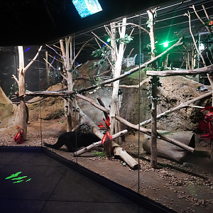 Apr. 2023 - Animals of the Night - Bearcat Exhibit