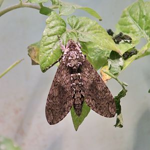 Carolina Sphinx Moth (Manduca sexta)