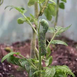 Tobacco Hornworm (Manduca sexta)