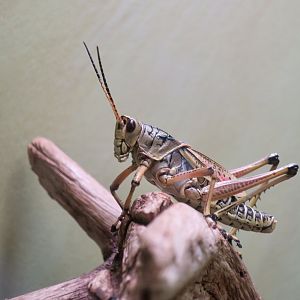 Eastern Lubber Grasshopper (Romalea microptera)