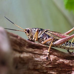 Eastern Lubber Grasshopper (Romalea microptera)