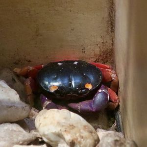 Halloween Moon Crab (Gecarcinus quadratus)