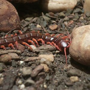 Jungle Centipede (Scolopendra subspinipes)