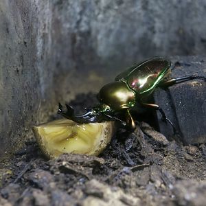 Rainbow Stag Beetle (Phalacrognathus muelleri)