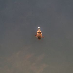 Mottled Diving Beetle (Thermonectus nigrofasciatus)