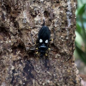Two-Spotted Assassin Bug (Platymerus biguttatus)