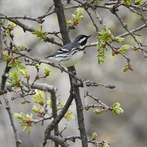 Black-throated Gray Warbler