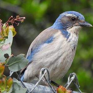 California Scrub-Jay