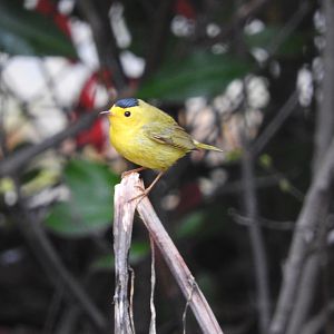 Wilson's Warbler