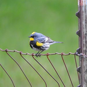 Yellow-rumped Warbler