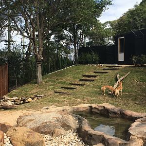 Nura Diya Australia - Dingo exhibit