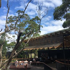 Nura Diya Australia - Koala