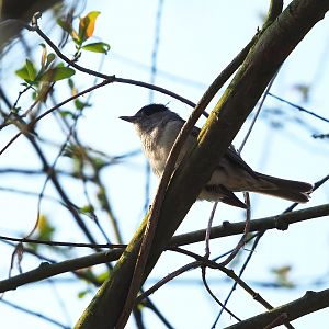 Eurasian blackcap (Sylvia atricapilla), Planckendael, 2023-04-18