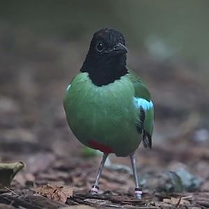 Hooded Pitta/ Pitta sordida