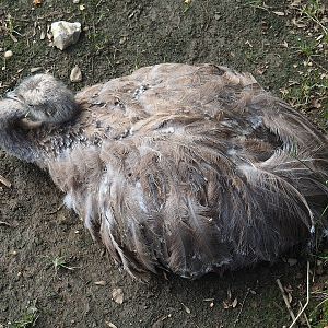 Darwin's rhea (Rhea pennata), 2022-08-20
