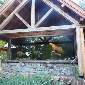 Mountain lion and Darwin's rhea taxidermy display next to toilet building, 2022-08-20