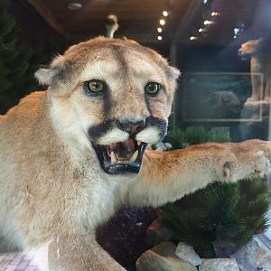 Mountain lion taxidermy specimen, 2022-08-20