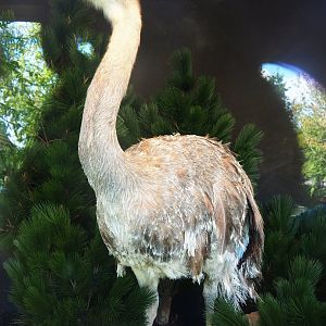 Darwin's rhea taxidermy specimen, 2022-08-20