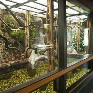 Jamaican boa, Guadeloupean anole, Endlers guppy, Freshwater angelfish and Bristlenose catfish exhibit, 2022-08-20