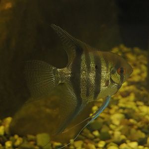 Freshwater angelfish (Pterophyllum scalare), 2022-08-20