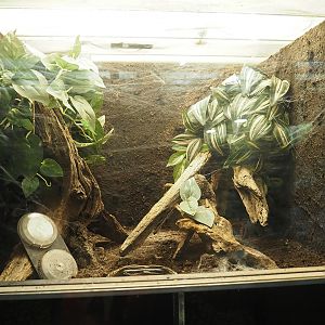 Brazilian salmon pink tarantula terrarium, 2022-08-20