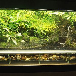 Golden poison dart frog terrarium, 2022-08-20