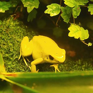 Golden poison dart frog (Phyllobates terribilis), 2022-08-20