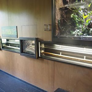 Leafcutter ant colony terrarium and part of mixed poison dart frog terrarium, 2022-08-20