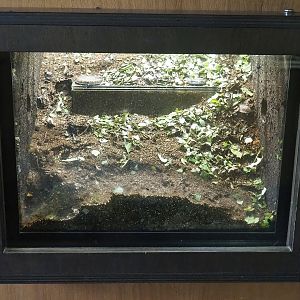 Part of leafcutter ant colony terrarium, 2022-08-20