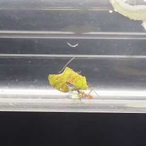 Leafcutter worker ant (Atta species), 2022-08-20