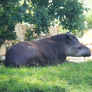 Lowland tapir (Tapirus terrestris), 2022-08-20