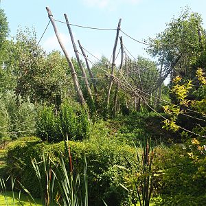 White-faced saki, Geoffroy's marmoset and Golden lion tamarin island, 2022-08-20