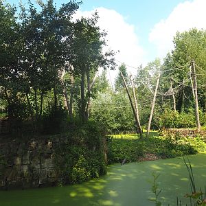 White-faced saki, Geoffroy's marmoset and Golden lion tamarin island, 2022-08-20