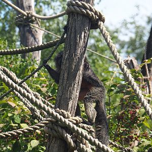 Female White-faced saki (Pithecia pithecia), 2022-08-20